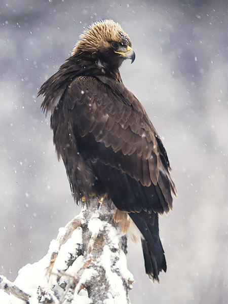 Maakotka, Golden Eagle, Aquila chrysaetos